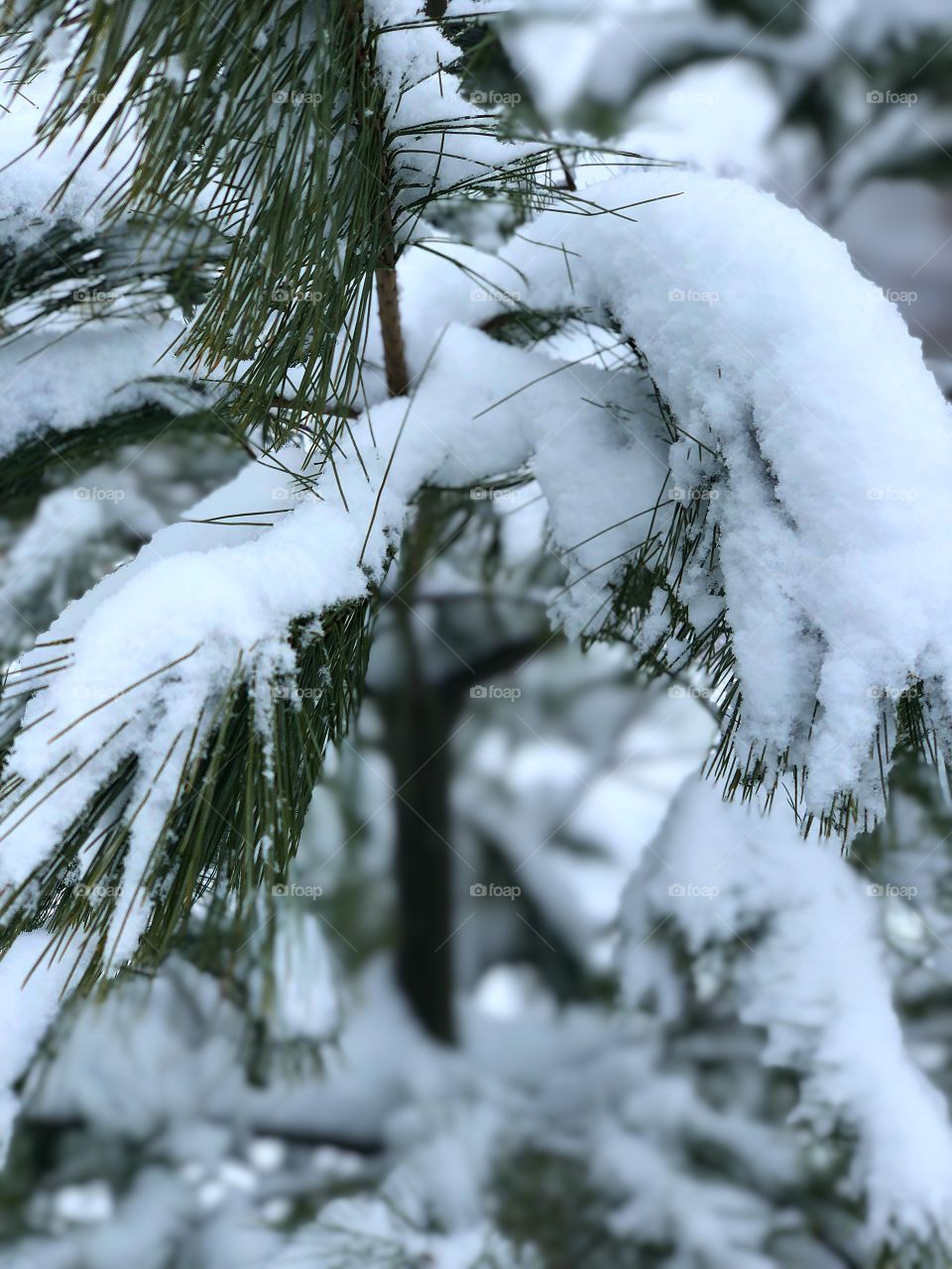 Snow covered pine
