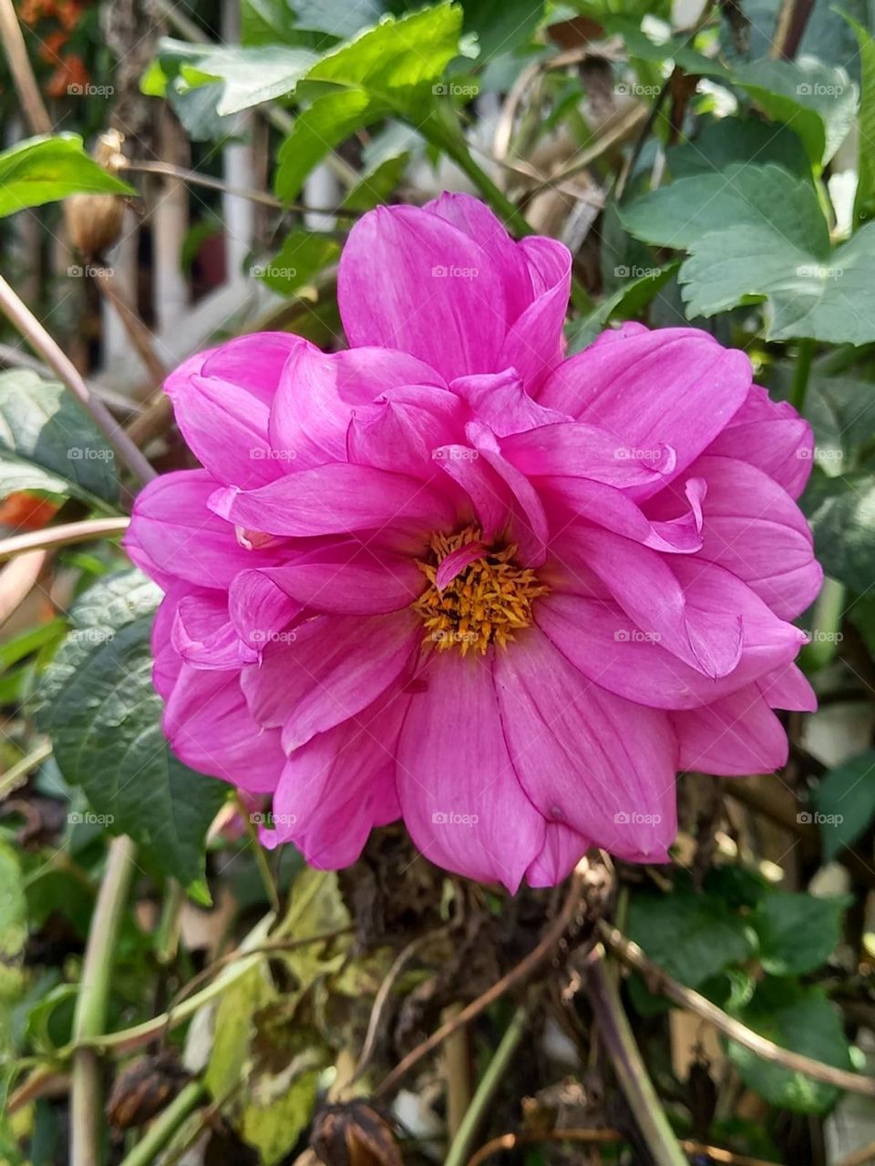 beautiful dahlia