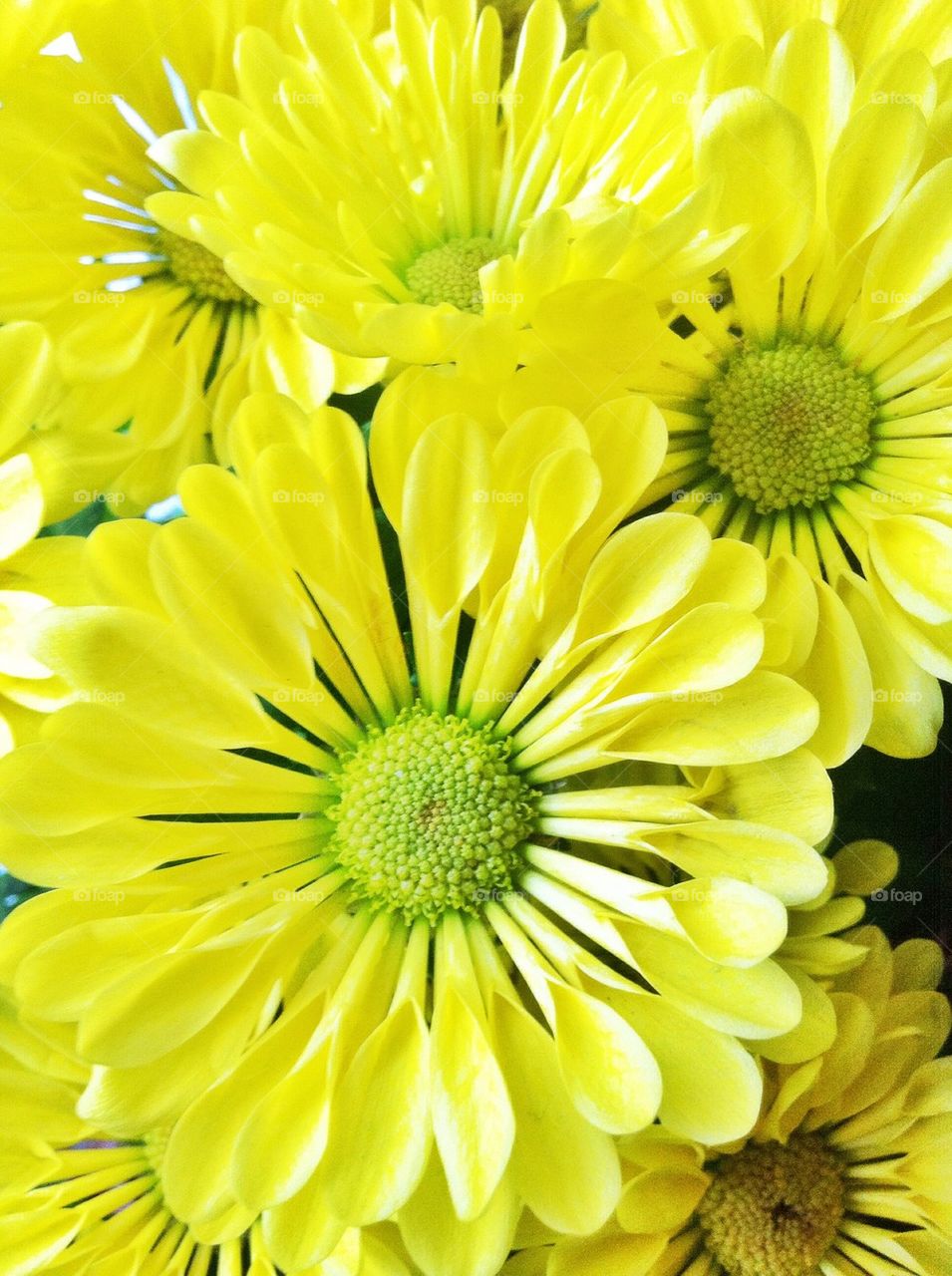 Yellow chrysanthemums