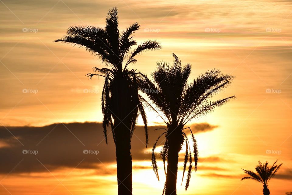 Scenic view of palm trees during sunset