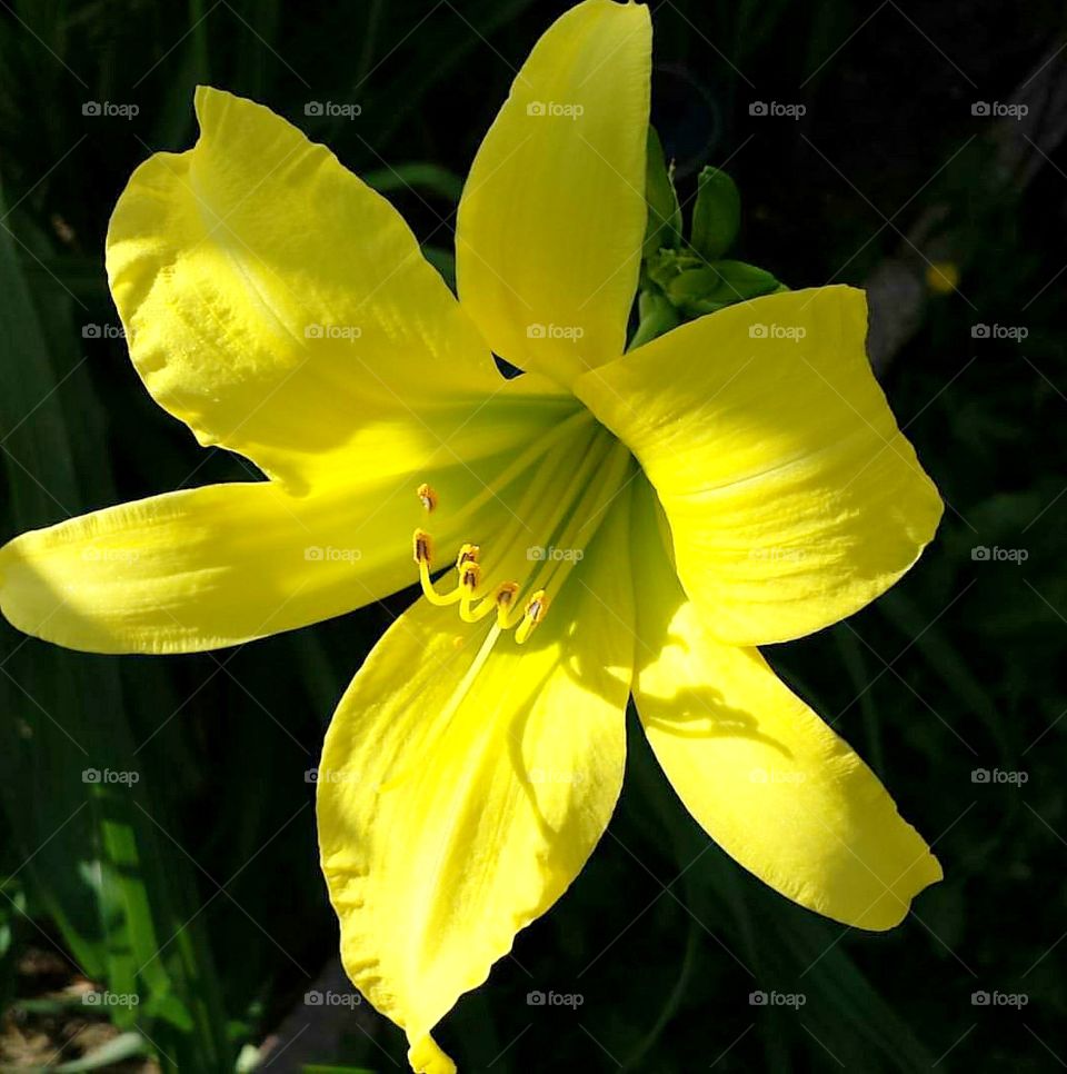Day Lilly