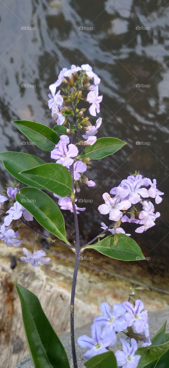 Duranta erecta is a kind of ornamental shrub that people usually plant as a living or garden component