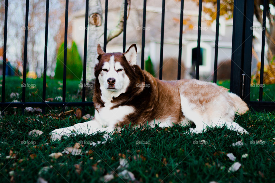 Siberian Husky laying in the yard
