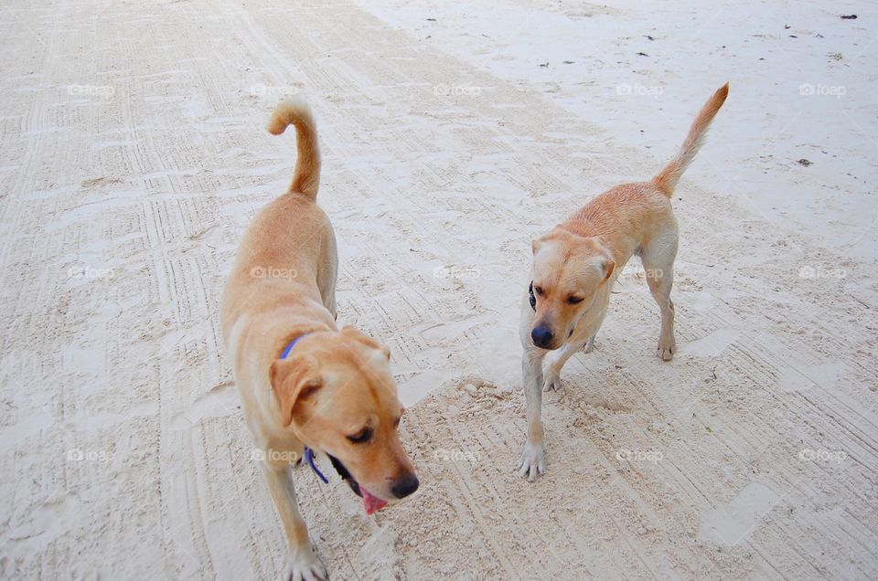 Two dogs walking on the road