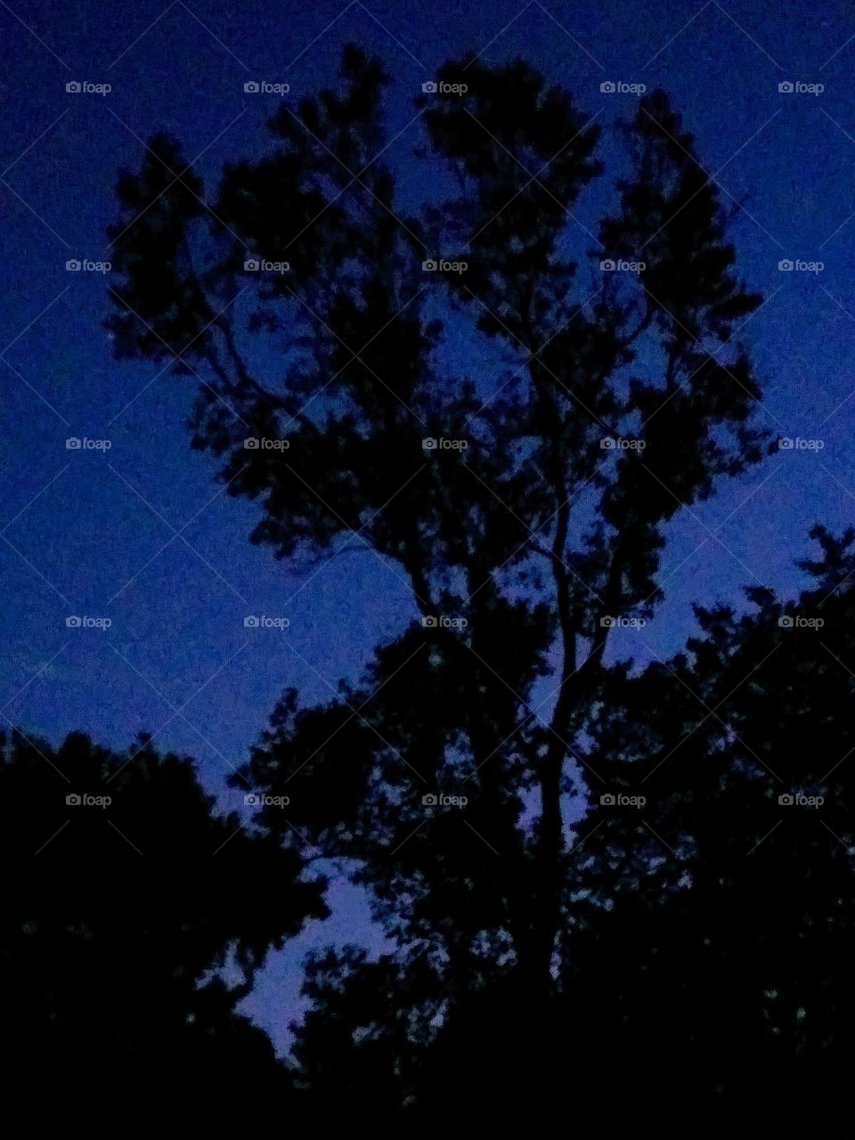 tree and evening sky