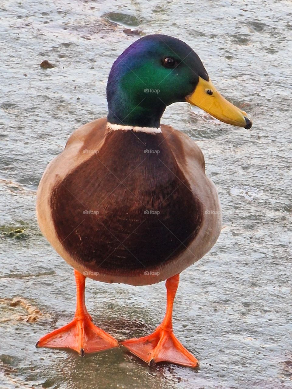 wild duck