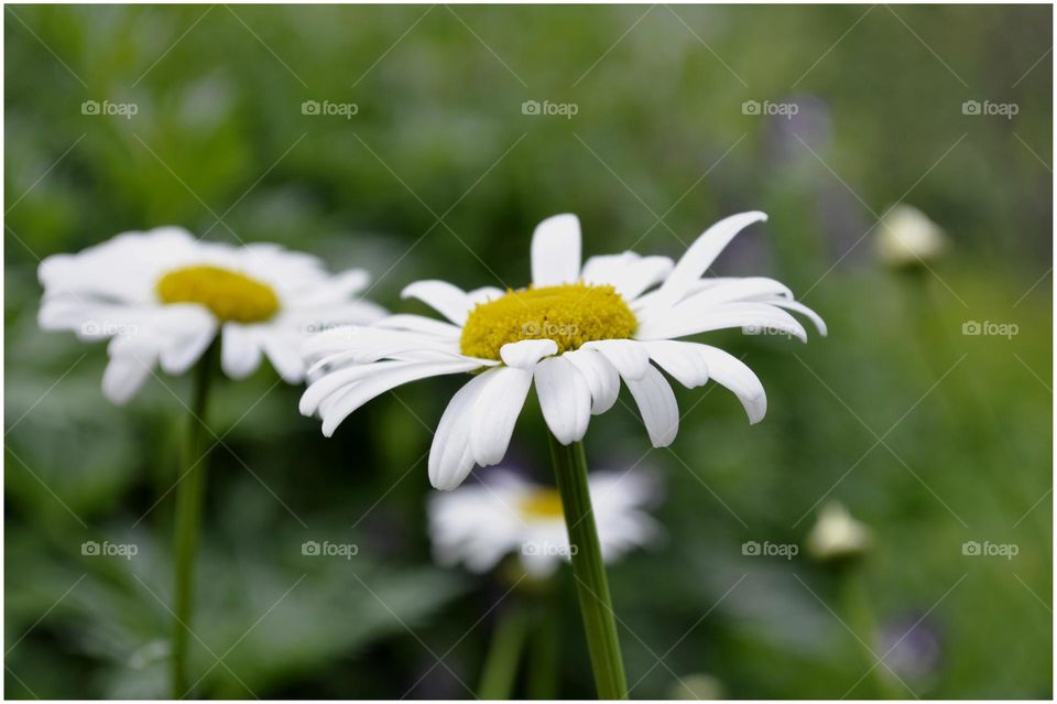 chamomiles/summer flowers