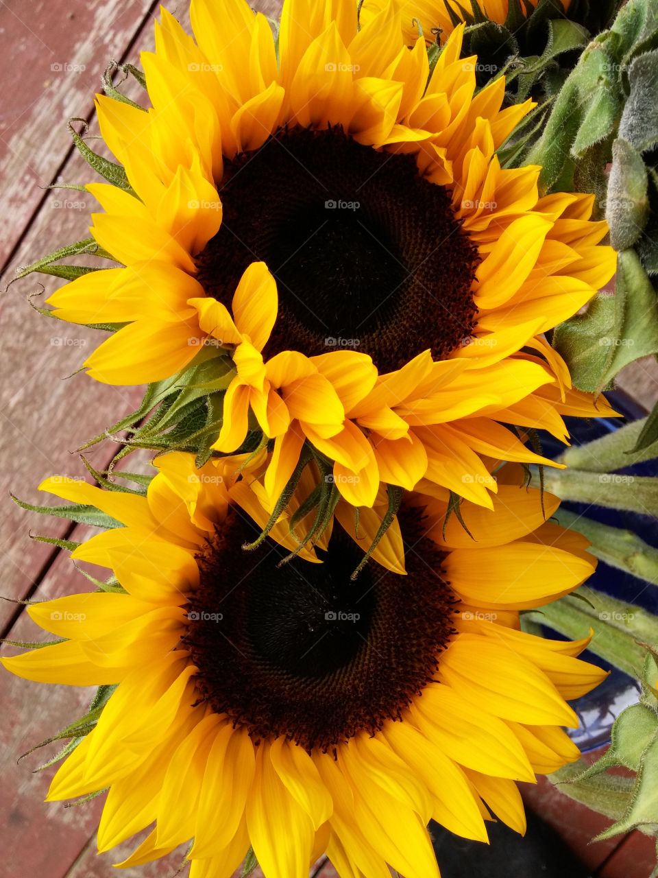 High angle view of sunflowers
