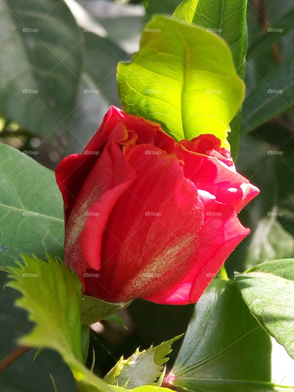 Leaf, Nature, Flower, No Person, Flora