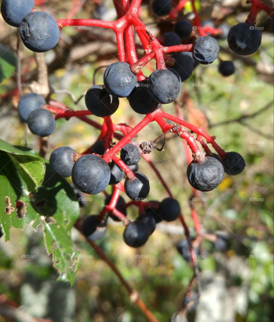 Black berries in the wild. closeup of little wild black colored berries