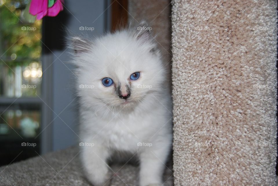 White kitten blue eyes