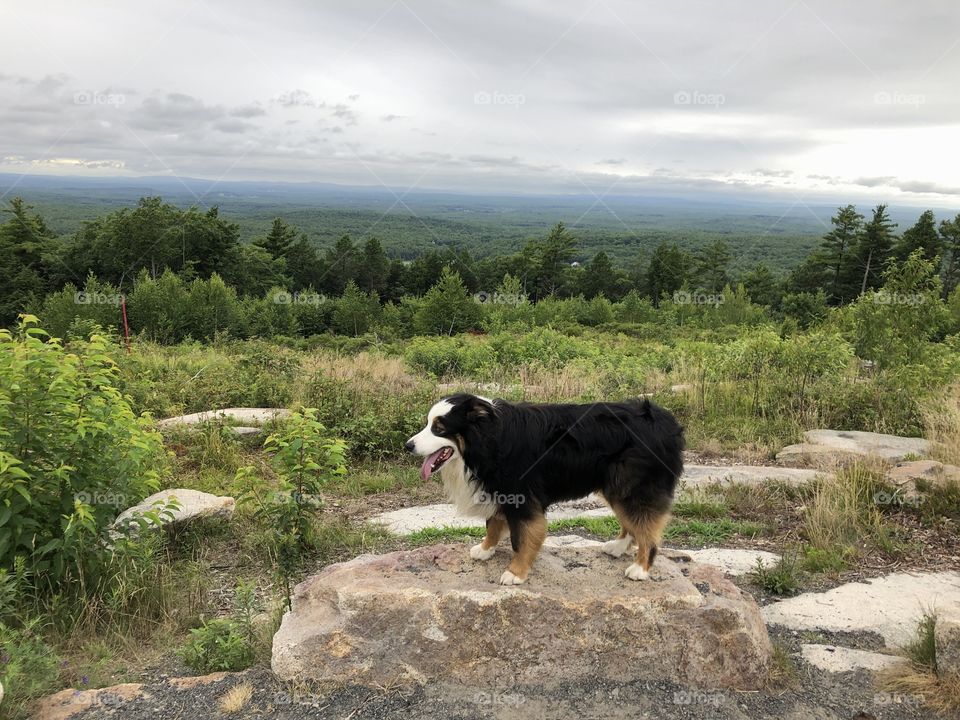 Australian Shepherd on a mountain 