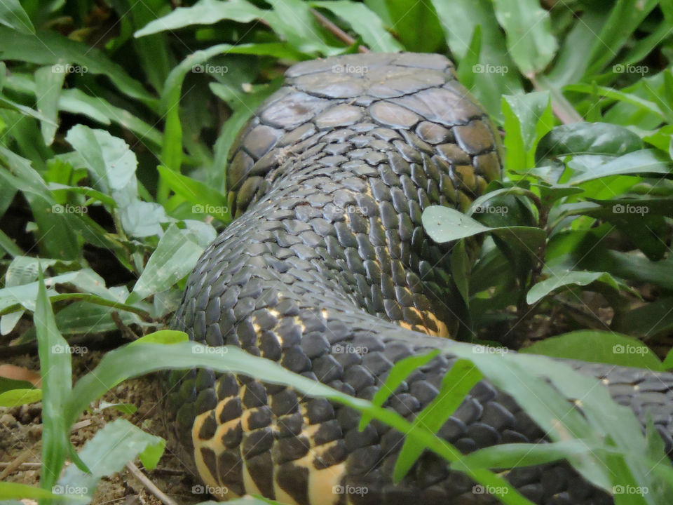 King Cobra