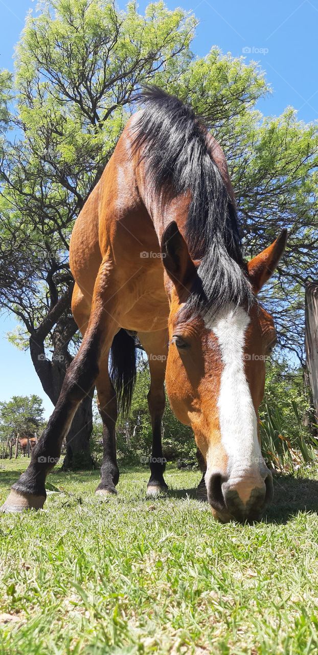 Campo en córdoba argentina 