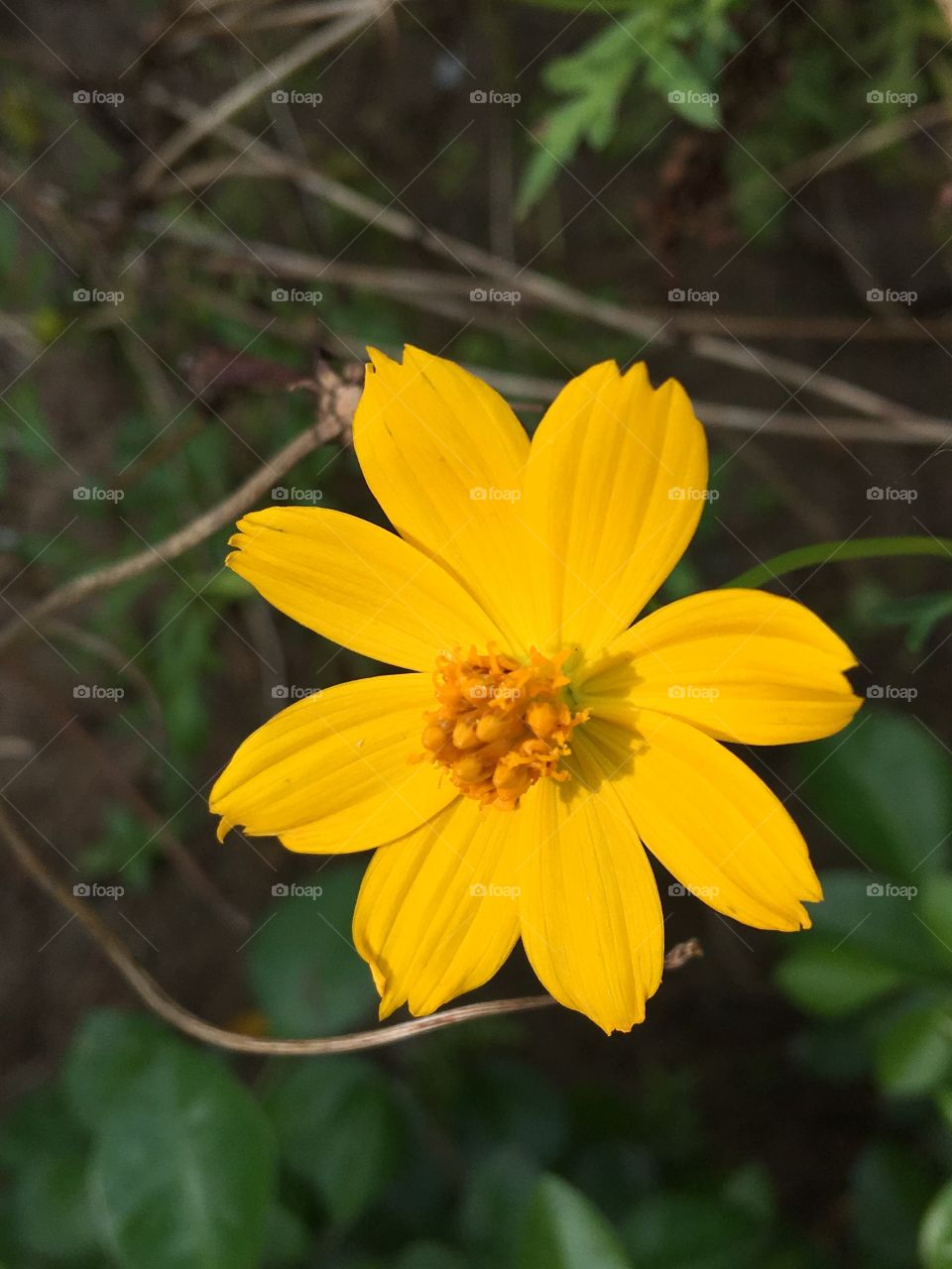 Yellow flower, flower, closeup of flower