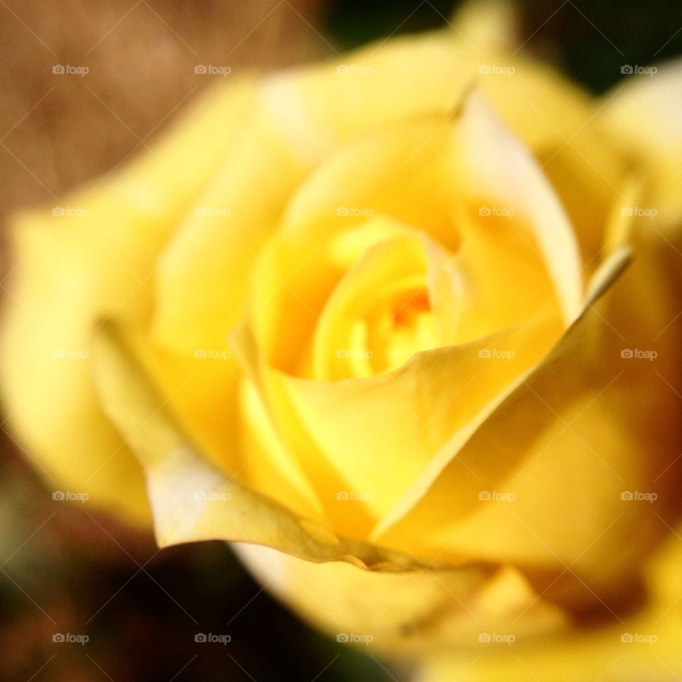 Macro yellow rose