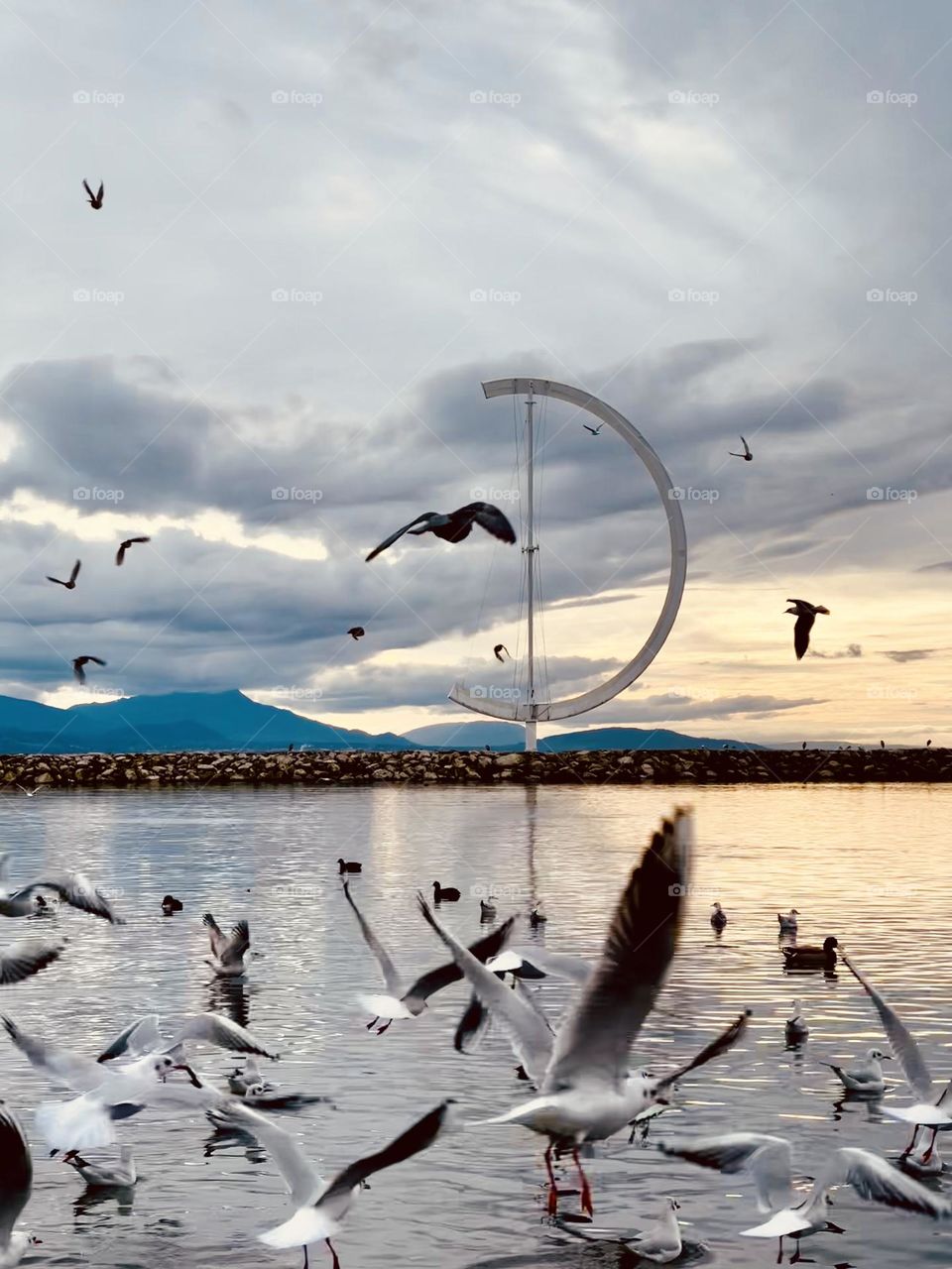 Seagull and others lake birds flying over Leman lake in Switzerland 