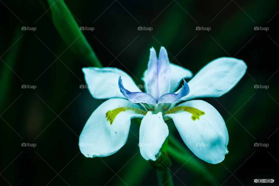 White Flower