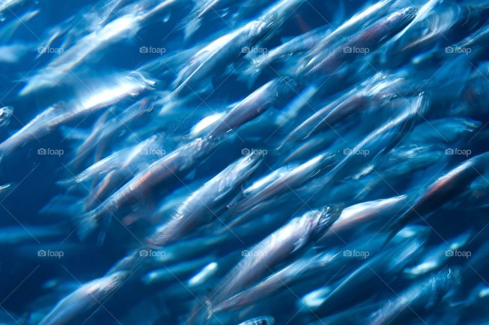 Fish swimming in tank