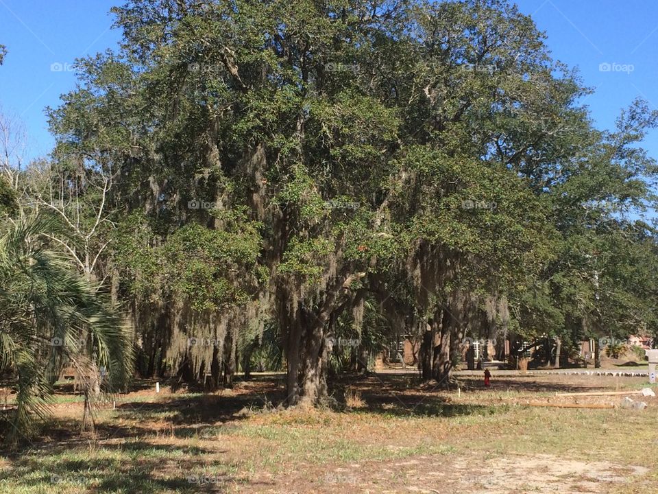 Florida Oak tree