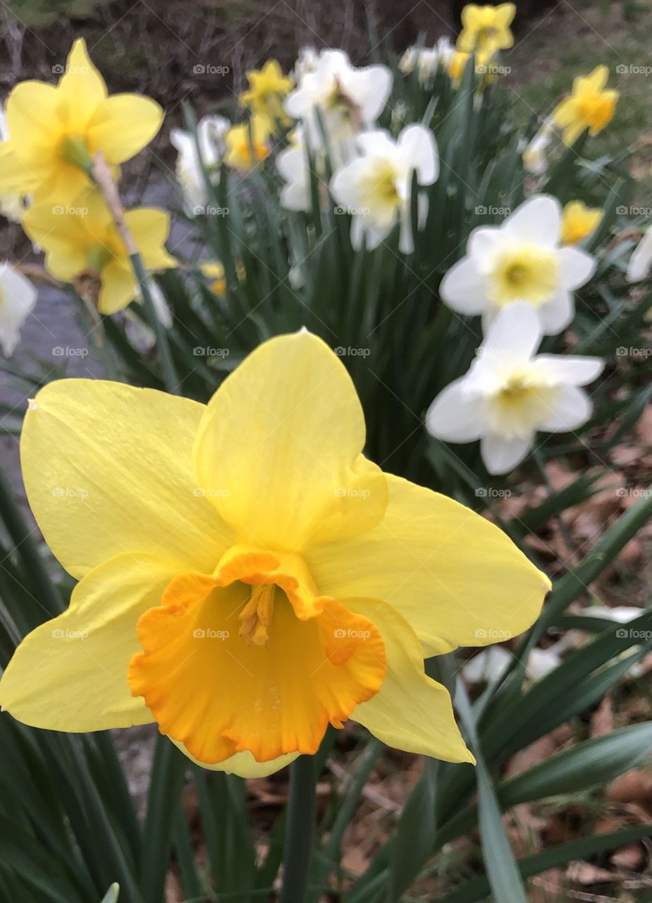 Daffodils narcissism flowers blooming yellow white 