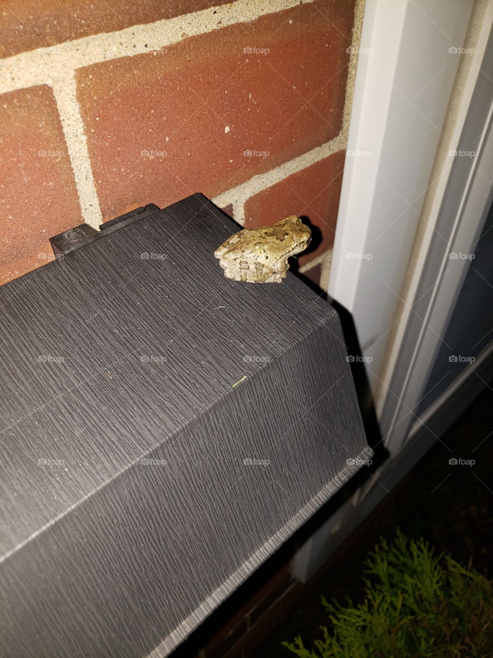 little frog buddy