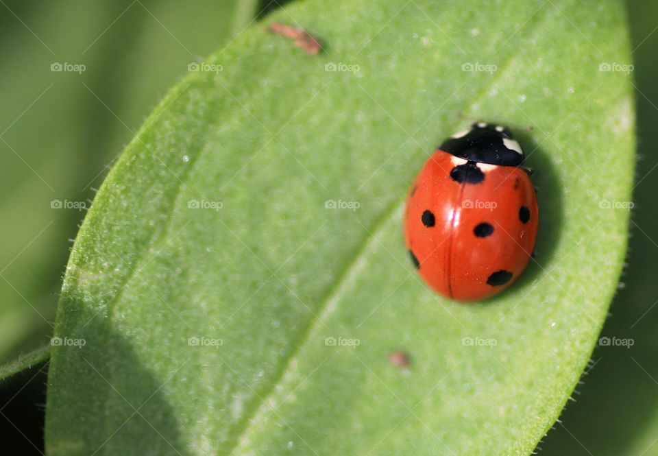 Ladybird on the leaf.