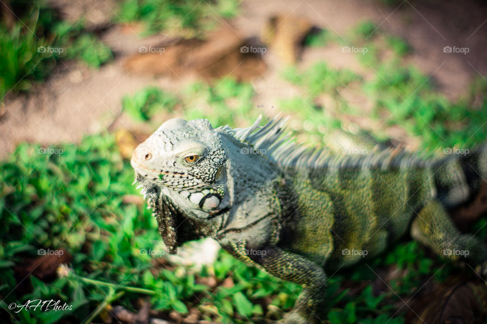 Iguana