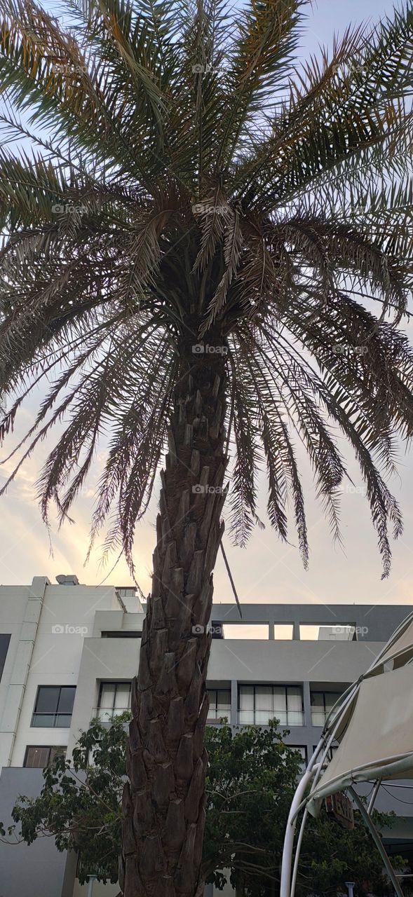 plam Tree