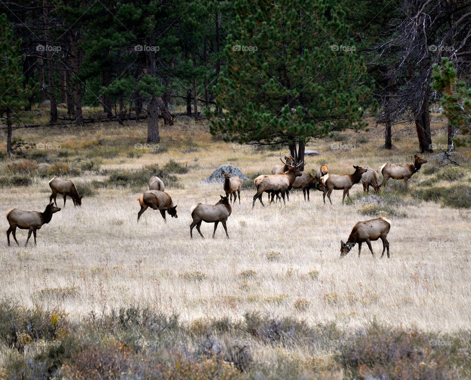 Elk