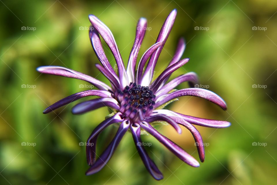 beautiful flower wilting macro +4 filter