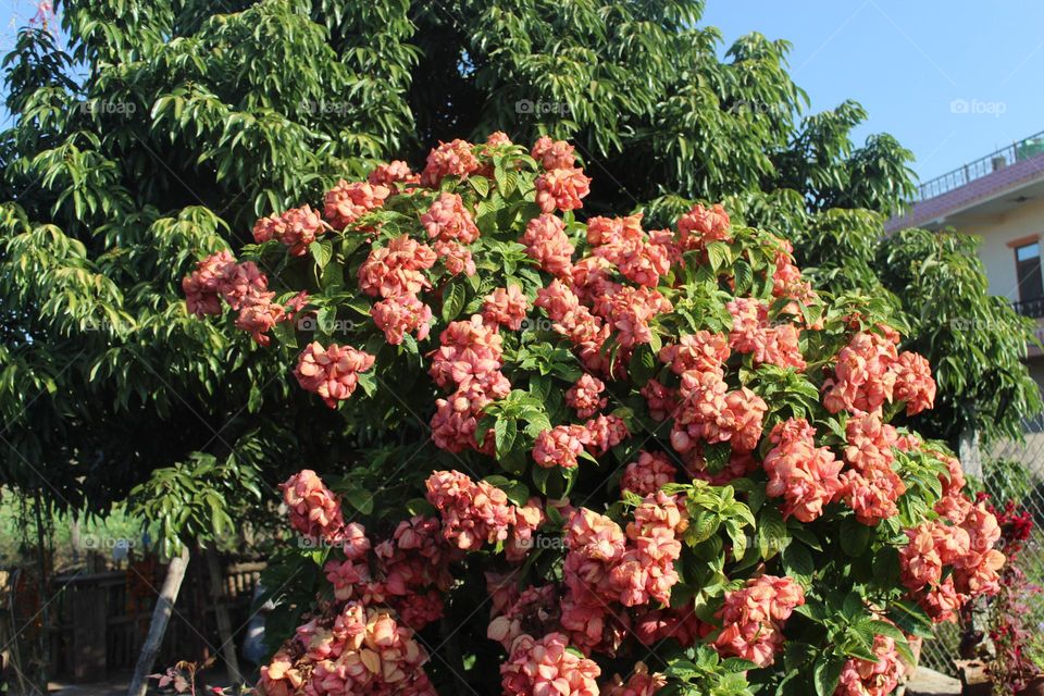 tree with flowers