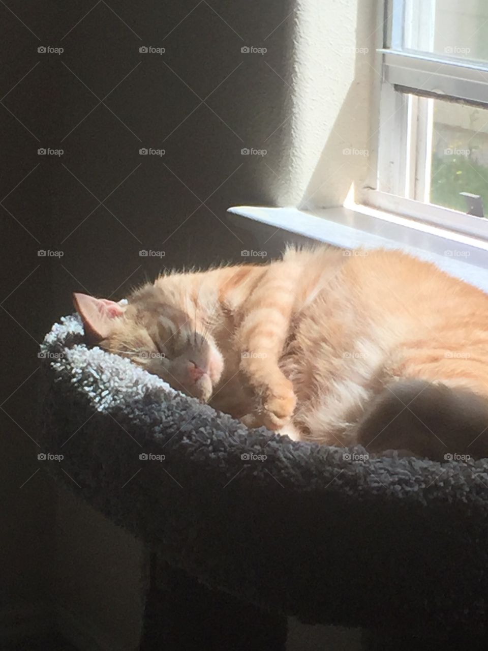Sunlit sleeping kitty