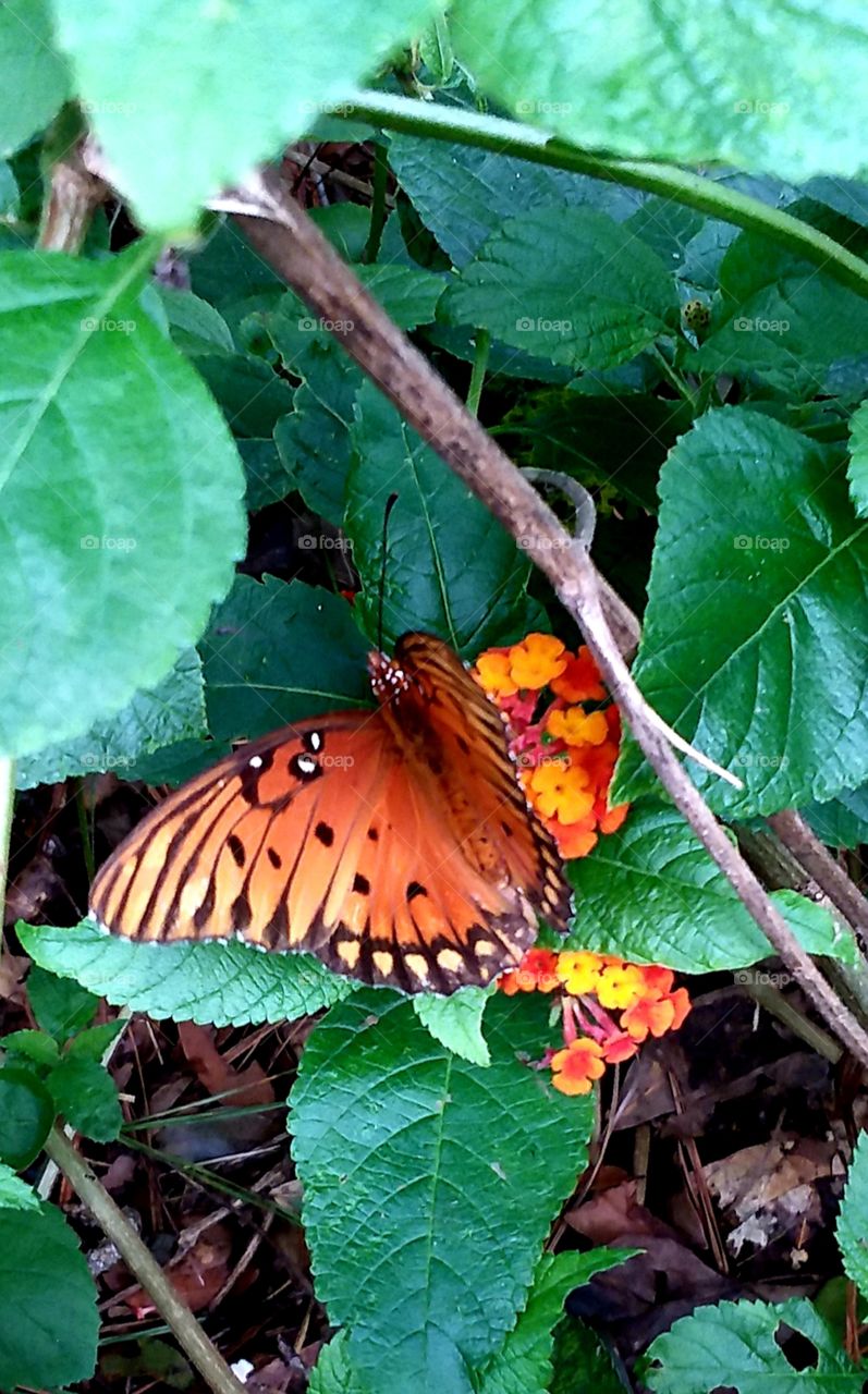 another butterfly