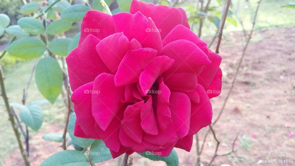 Rose,the flower of love.
