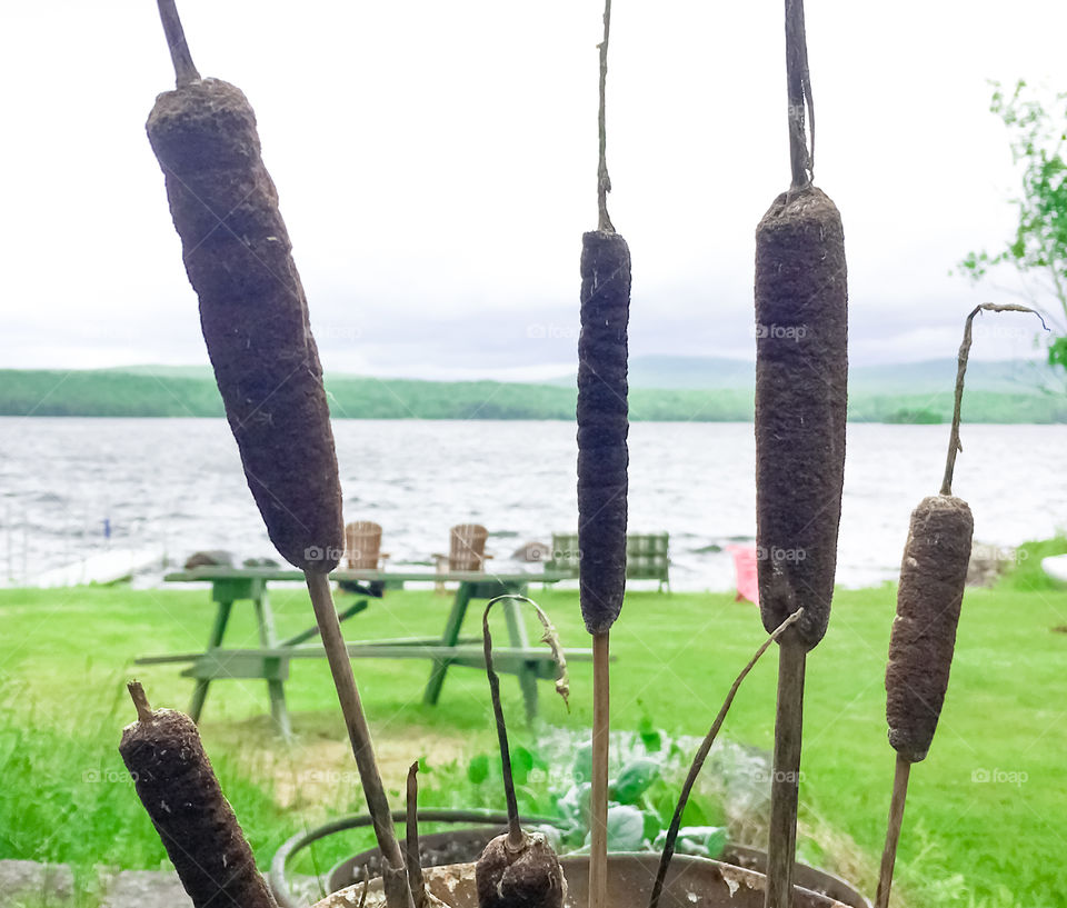 Lakeview through cat tails, cattails