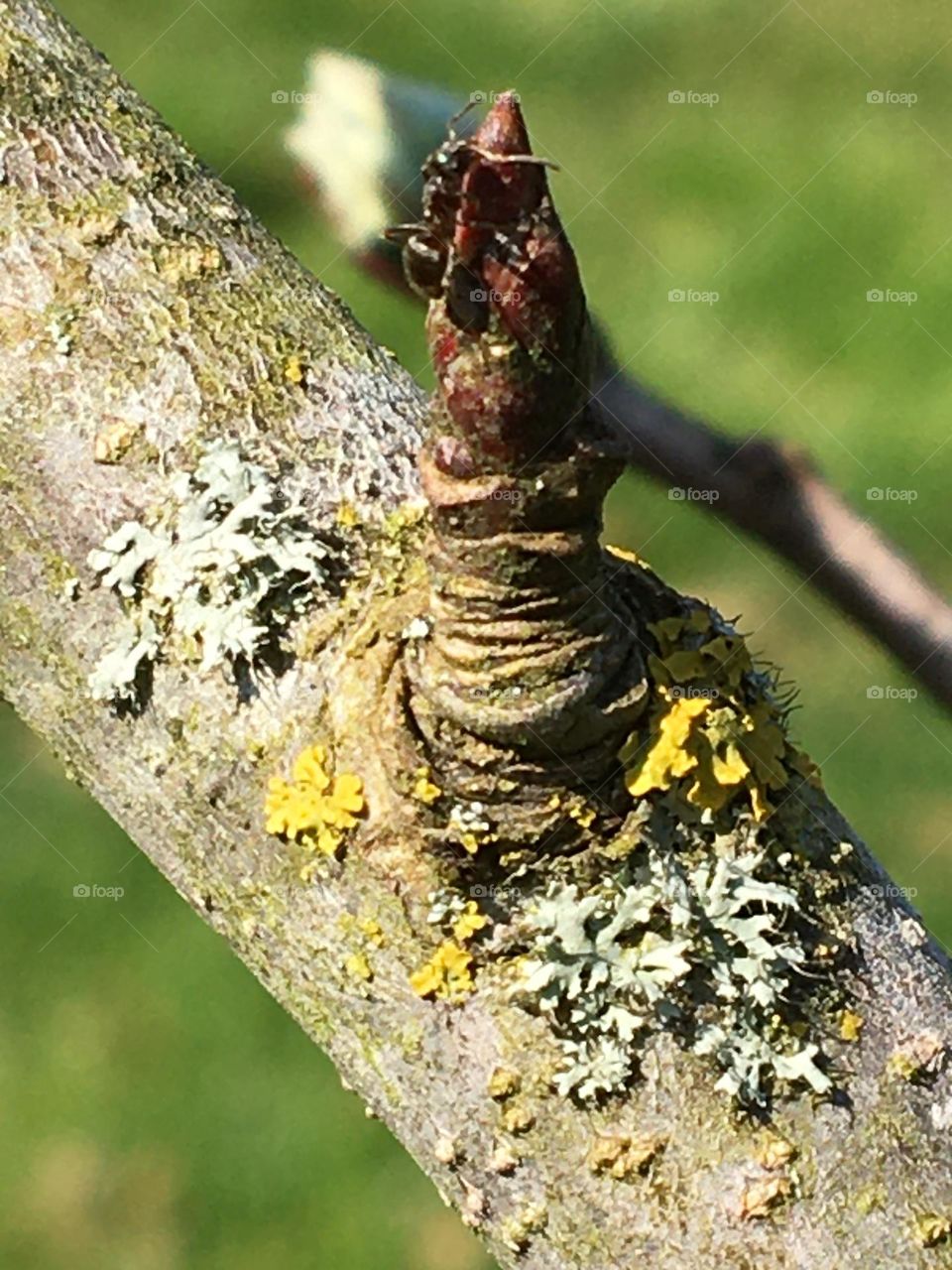 Apple tree Bud in spring 