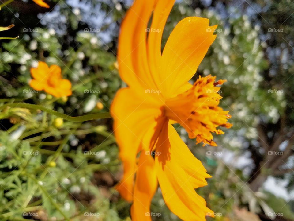 Cosmos sulphureus is a species of flowering plant in the sunflower family Asteraceae, also known as sulfur cosmos and yellow cosmos.