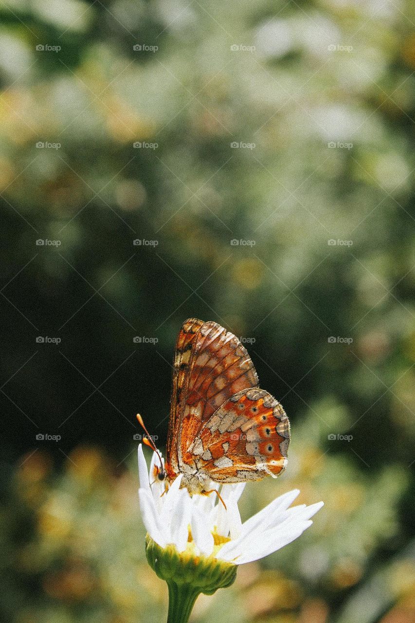 closeup butterfly