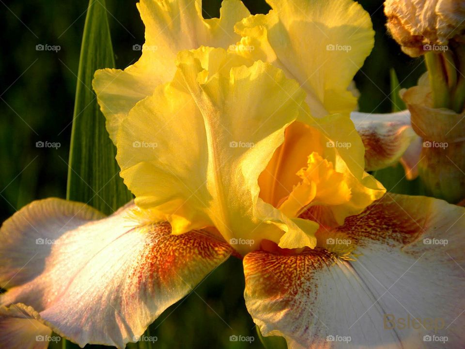 Yellow Iris
