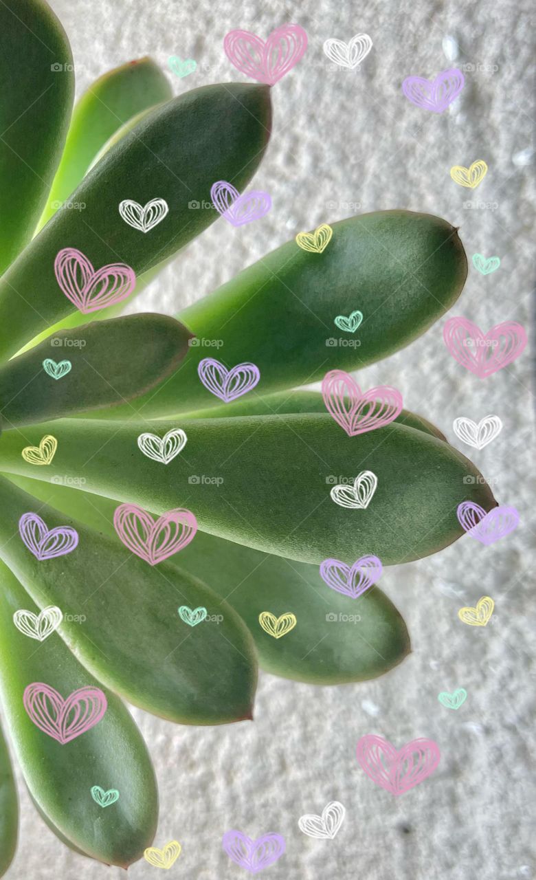 Succulent inspiration: backgrounds, copy space, floating hearts