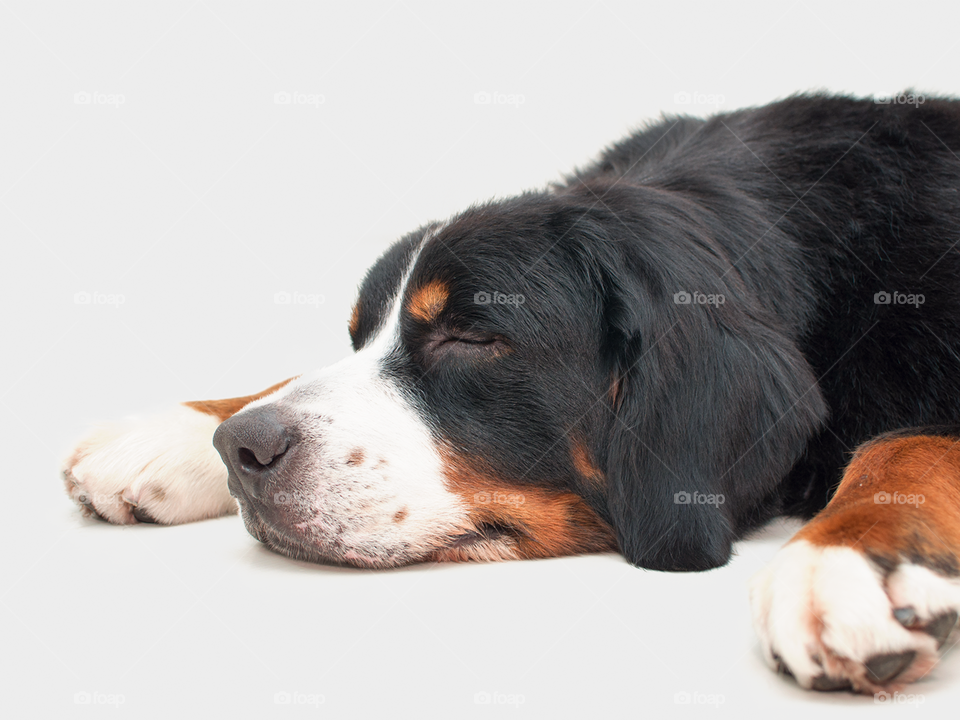 Sleeping dog - Bernese mountain 