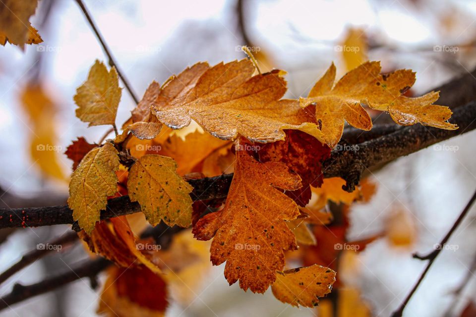 Brown leaves - autumn