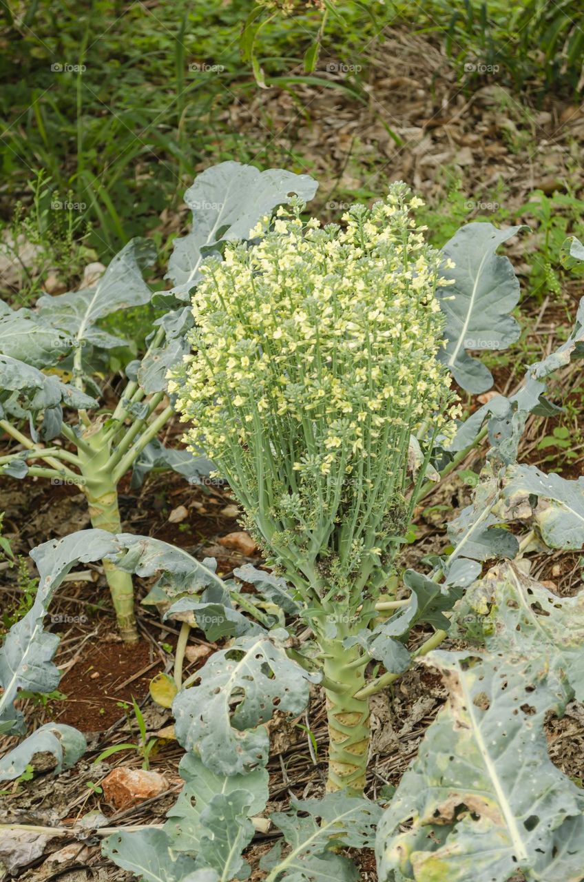 Pak Choi Blossoms