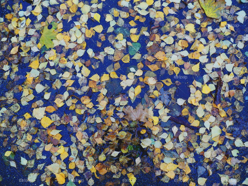 Autumn leaves on the asphalt