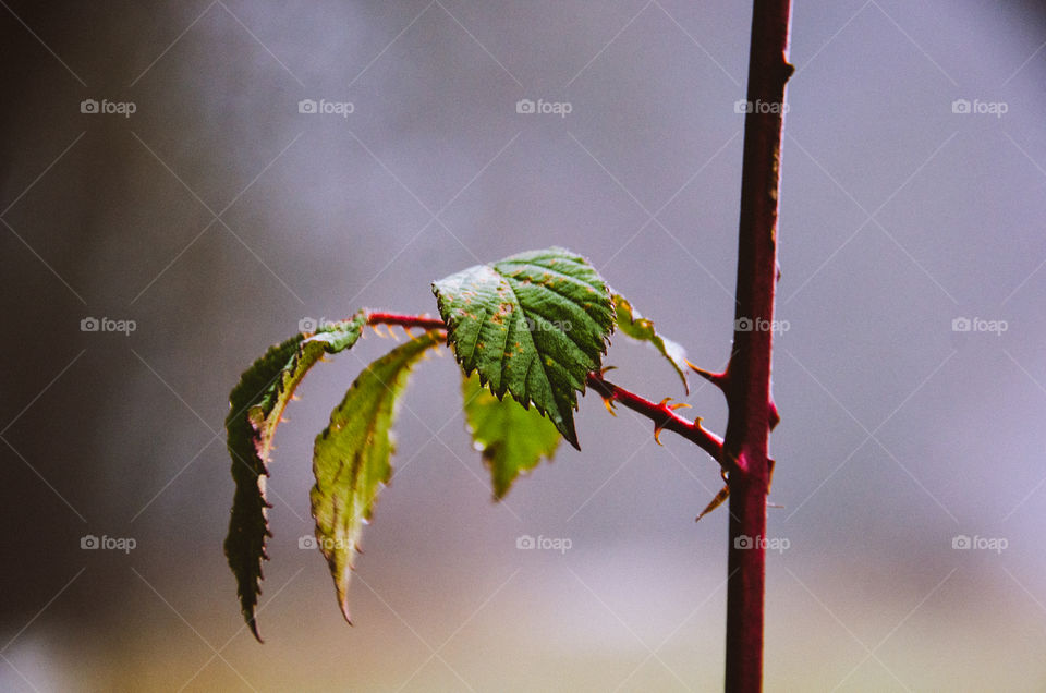 Close-up of leaf