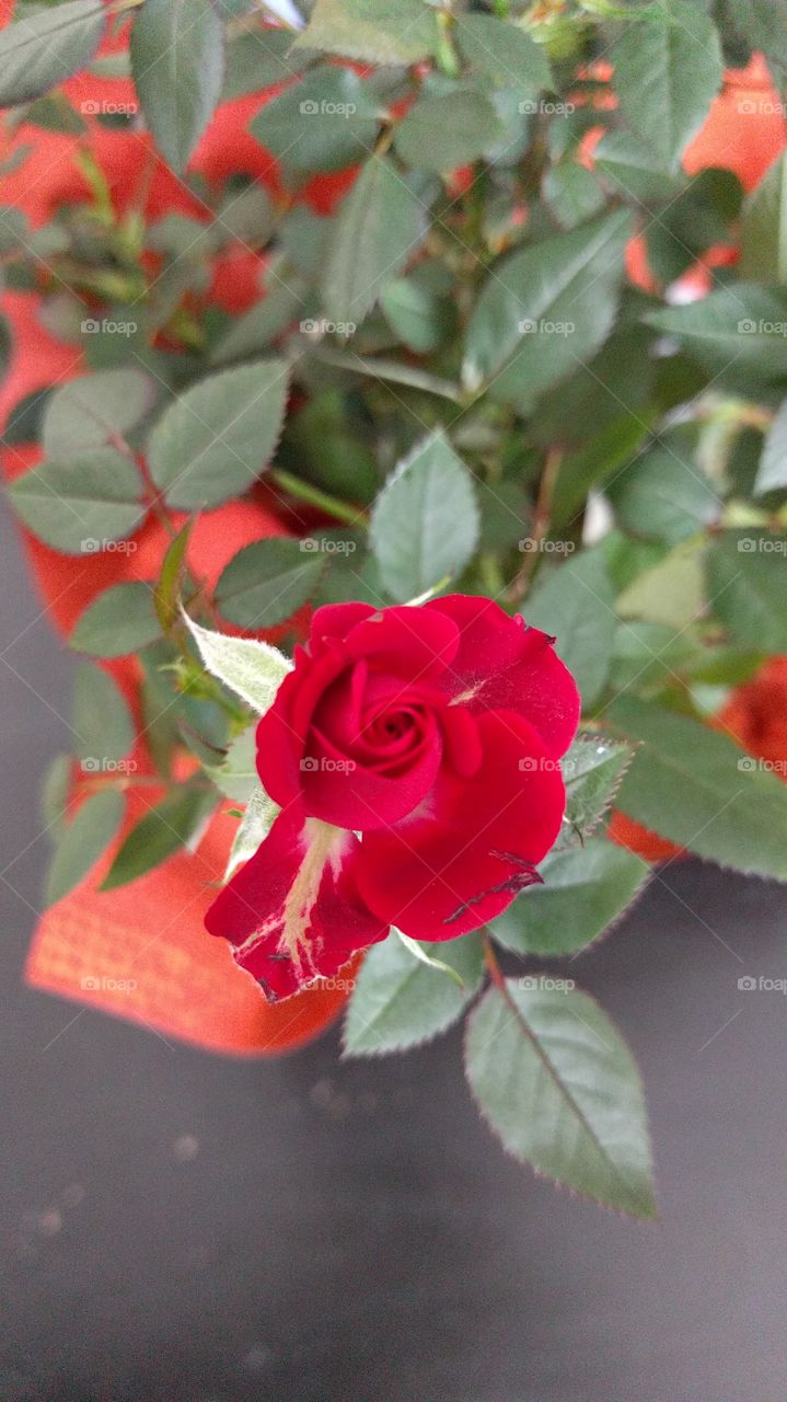 Pretty Red Rose