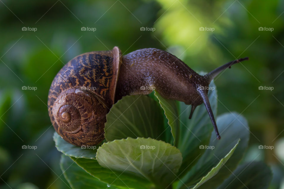 Slimy snail looking for food on top of a plant.
