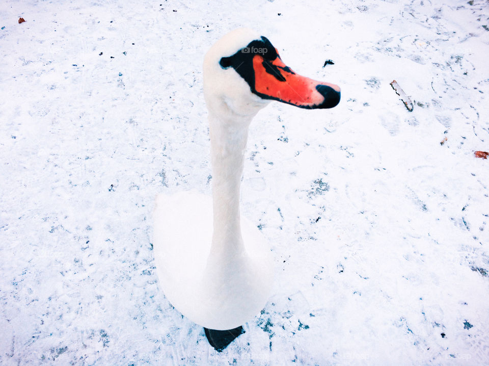 q...quack. Beautiful swan staring at my hand and waiting for a snack.
