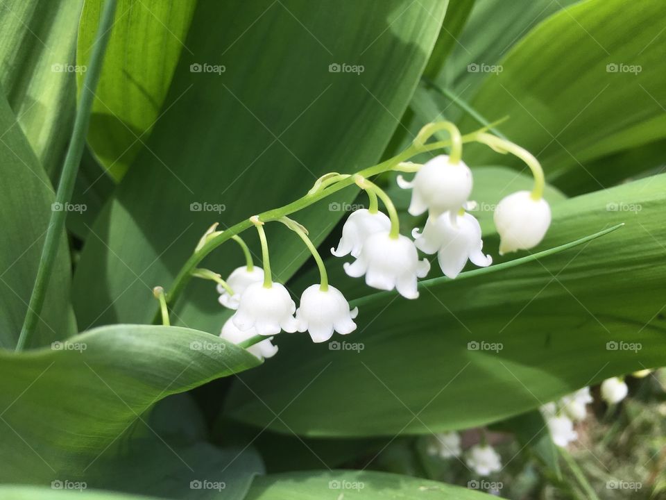 Lily of the valley 